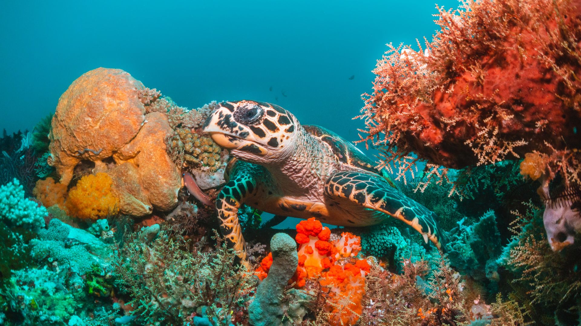 Scuba Diver