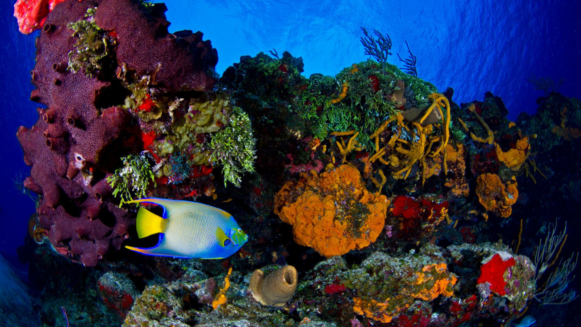 Parque Nacional Arrecifes de Puerto Morelos