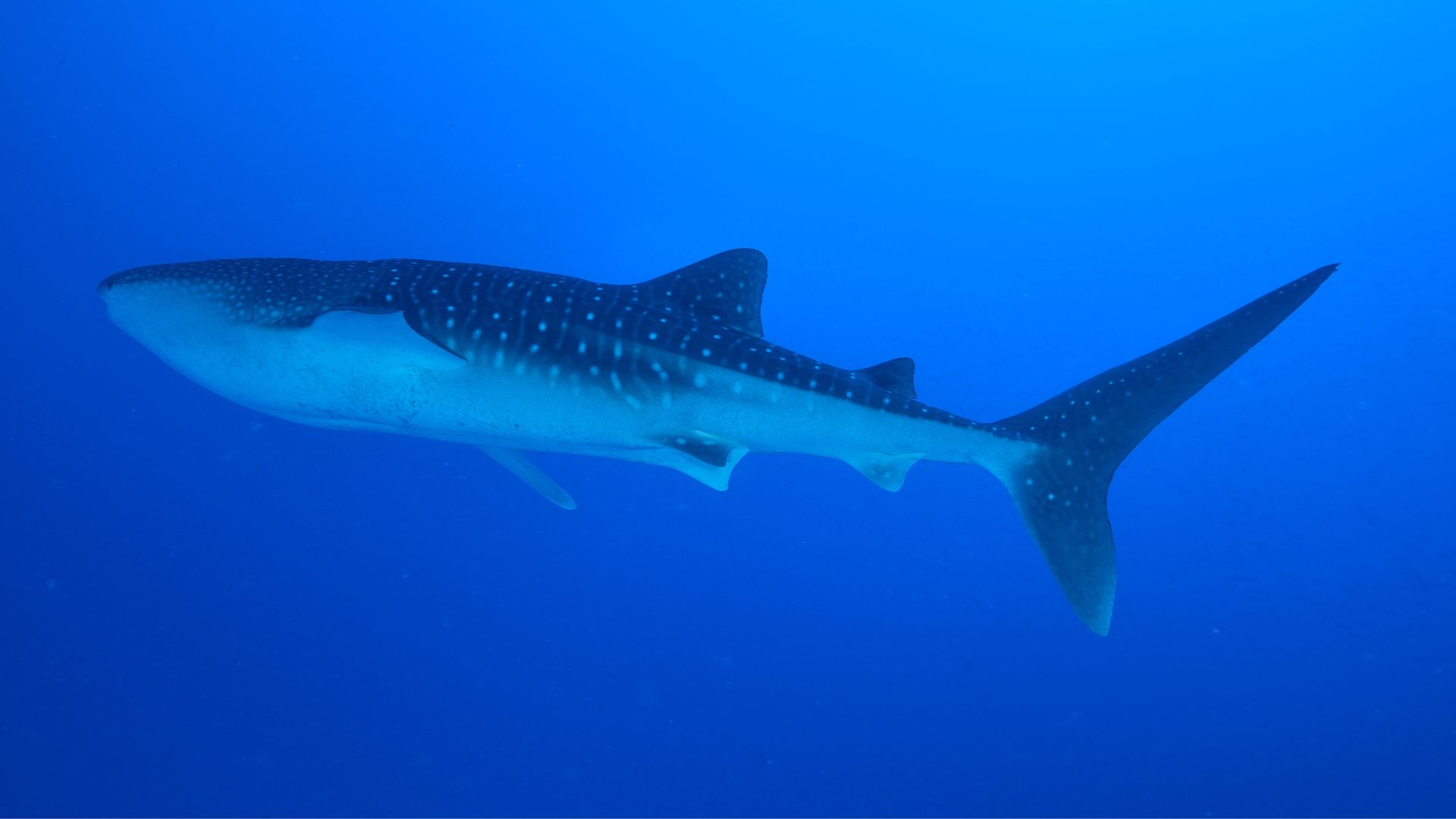 Tiburón Ballena — Isla Mujeres
